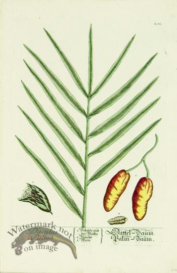 Blackwell German 194